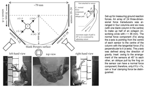 The use of clamping grips and friction pads by tree frogs for climbing curved surfaces