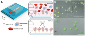 Thermocapillary-driven fluid flow within microchannels