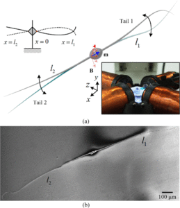Independent actuation of two-tailed microrobots