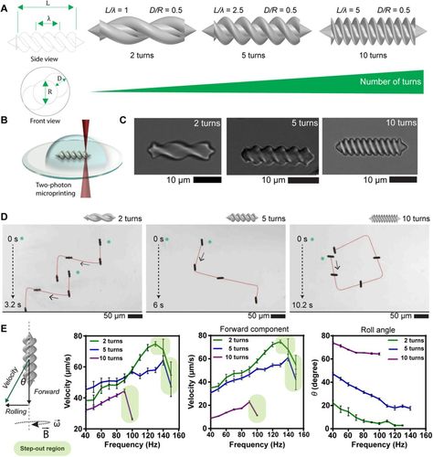 Elucidating the interaction dynamics between microswimmer body and immune system for medical microrobots