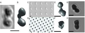 Selection for function: from chemically synthesized prototypes to 3D-printed microdevices