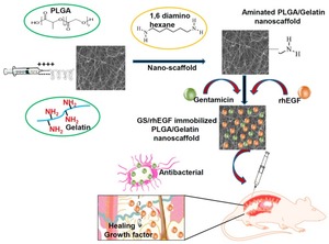 In vivo biocompatibility of electrospun biodegradable dual carrier (antibiotic + growth factor) in a mouse model-implications for rapid wound healing