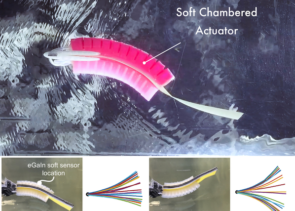 Underwater swimming robot responds with feedback from soft lateral line
