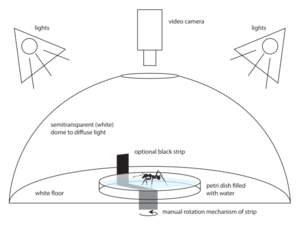 Innate turning preference of leaf-cutting ants in the absence of external orientation cues